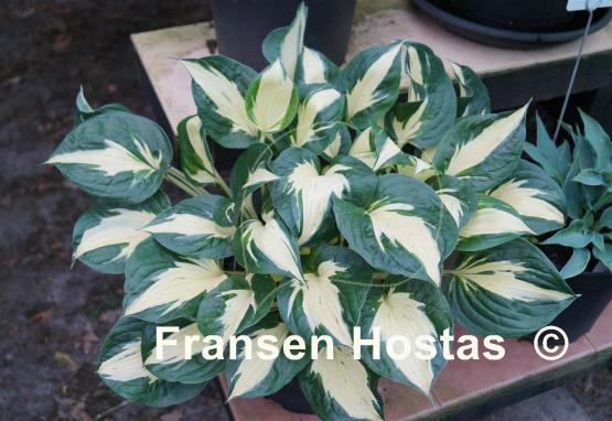 Hosta Pathfinder